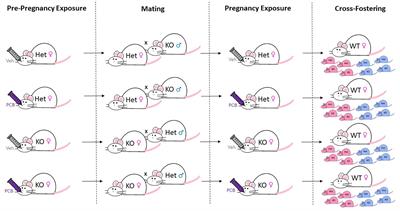 Lack of Offspring Nrf2 Does Not Exacerbate the Detrimental Metabolic Outcomes Caused by In Utero PCB126 Exposure